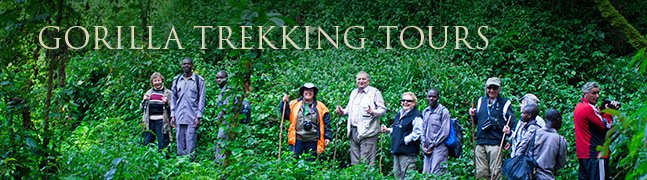 Gorilla Trekking Tours - Robert Mark Safaris - Luxury African Safaris Gorilla Trekking Tours - Robert Mark Safaris - Luxury African Safaris