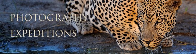 Photography Expeditions - Robert Mark Safaris - Luxury African Safaris Photography Expeditions - Robert Mark Safaris - Luxury African Safaris