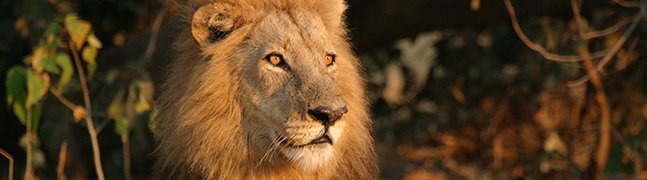 May - October - Robert Mark Safaris - Luxury African Safaris May - October - Robert Mark Safaris - Luxury African Safaris