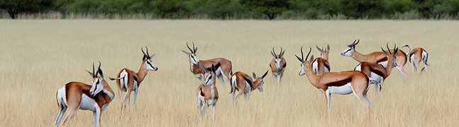 November - Robert Mark Safaris - Luxury African Safaris November - Robert Mark Safaris - Luxury African Safaris