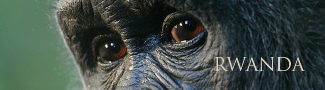 RWANDA - Robert Mark Safaris - Luxury African Safaris RWANDA - Robert Mark Safaris - Luxury African Safaris