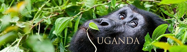 UGANDA - Robert Mark Safaris - Luxury African Safaris UGANDA - Robert Mark Safaris - Luxury African Safaris