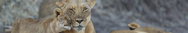 Contact Us - Robert Mark Safaris - Luxury African Safaris Contact Us - Robert Mark Safaris - Luxury African Safaris