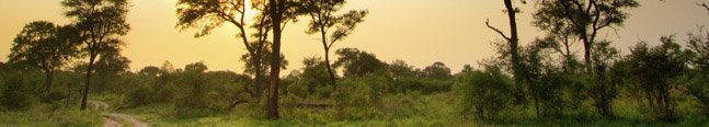 The Game Drive Experience - Robert Mark Safaris - Luxury African Safaris The Game Drive Experience - Robert Mark Safaris - Luxury African Safaris
