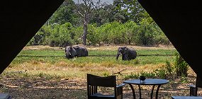 Machaba Camp - Robert Mark Safaris - Luxury African Safaris