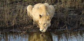 Little Vumbura - Robert Mark Safaris - Luxury African Safaris