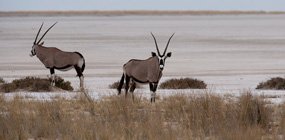 Little Ongava - Robert Mark Safaris - Luxury African Safaris